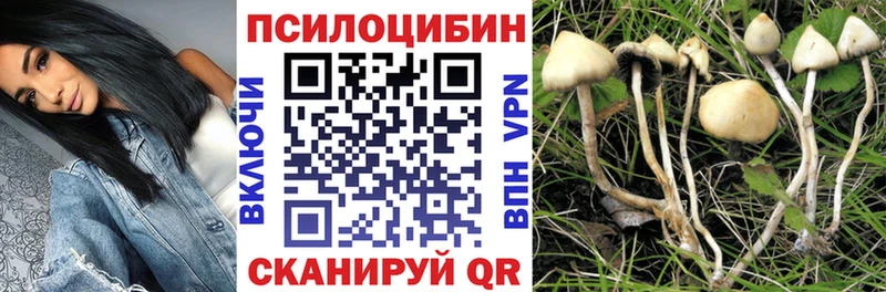 Купить  Ессентукская  Галлюциногенные грибы Psilocybine cubensis 